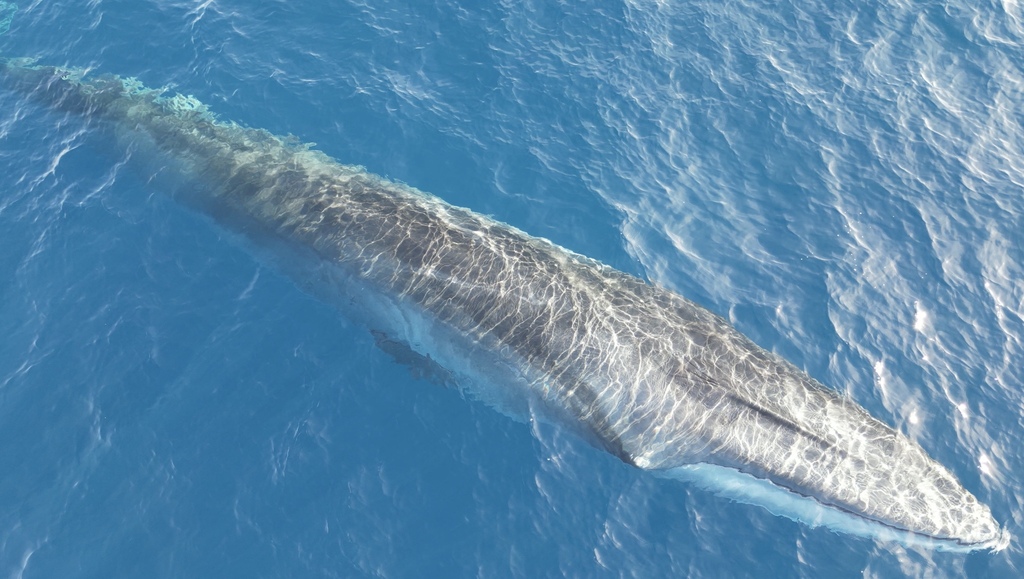 Fin Whale in August 2023 by darwin_200. 6 fin whales near surface ...