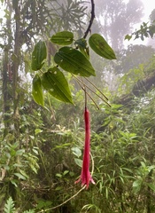 (c) John Ocampo, some rights reserved (CC BY) Passiflora trinervia, photograph (c) John Ocampo, some rights reserved (CC BY)