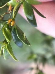 Asphondylia silicula