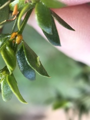 Asphondylia silicula