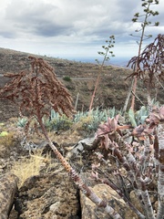 Aeonium percarneum image