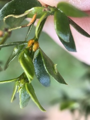 Asphondylia silicula