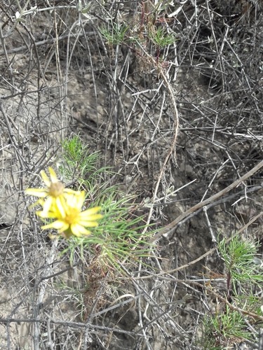 Senecio subulatus, photograph 2