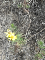 Joaquin Asad e Clareane Ternus, CC0, iNaturalist via GBIF Senecio subulatus, photograph Joaquin Asad e Clareane Ternus, CC0, iNaturalist via GBIF