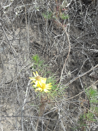Senecio subulatus, photograph 3