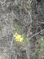 Joaquin Asad e Clareane Ternus, CC0, iNaturalist via GBIF Senecio subulatus, photograph Joaquin Asad e Clareane Ternus, CC0, iNaturalist via GBIF