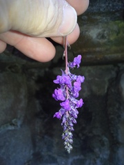 Linaria purpurea