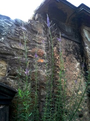 Linaria purpurea