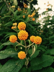 Buddleja globosa