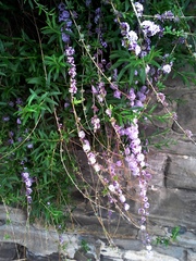 Buddleja alternifolia