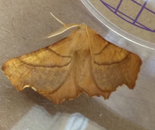 Photo of Dusky Thorn (Ennomos fuscantaria)