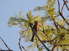 Haemorhous mexicanus