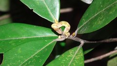 Racotis boarmiaria