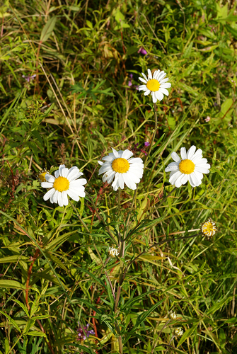 Leucanthemella linearis iNat (1)