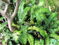 Blechnum durum