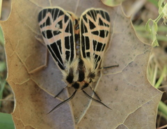 Apantesis ornata