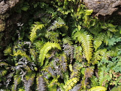 Blechnum durum