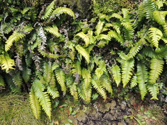 Blechnum durum