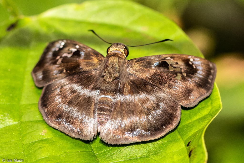 Common Blue-Skipper