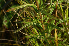 Leucanthemella linearis