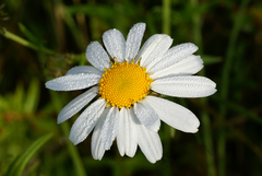 Leucanthemella linearis