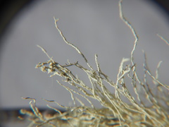 Usnea lapponica image
