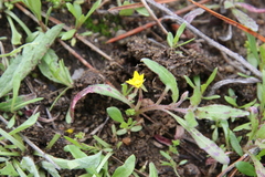 Camissoniopsis micrantha