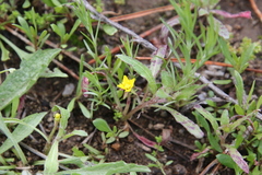 Camissoniopsis micrantha