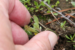 Camissoniopsis micrantha