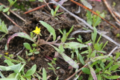 Camissoniopsis micrantha