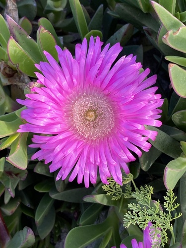 Carpobrotus quadrifidus, photograph 6