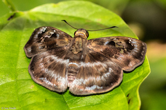 Quadrus cerialis