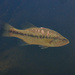 Largemouth Bass - Photo (c) Tse Chung Yi, some rights reserved (CC BY-NC), uploaded by Tse Chung Yi