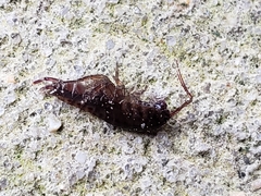 Arcitalitrus sylvaticus