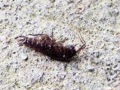 Arcitalitrus sylvaticus