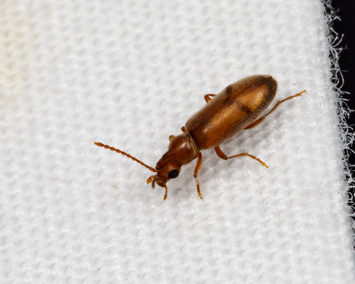 Margined Ant-like Flower Beetle