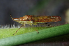 Raphirhinus phosphoreus