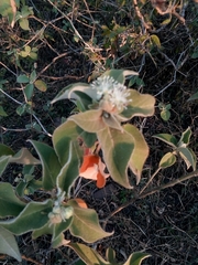 Croton ciliatoglandulifer