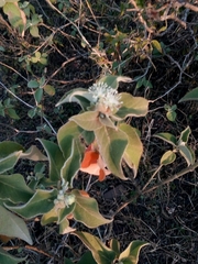 Croton ciliatoglandulifer