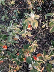 Croton ciliatoglandulifer