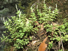 Peperomia berlandieri