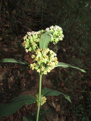 Asclepias similis