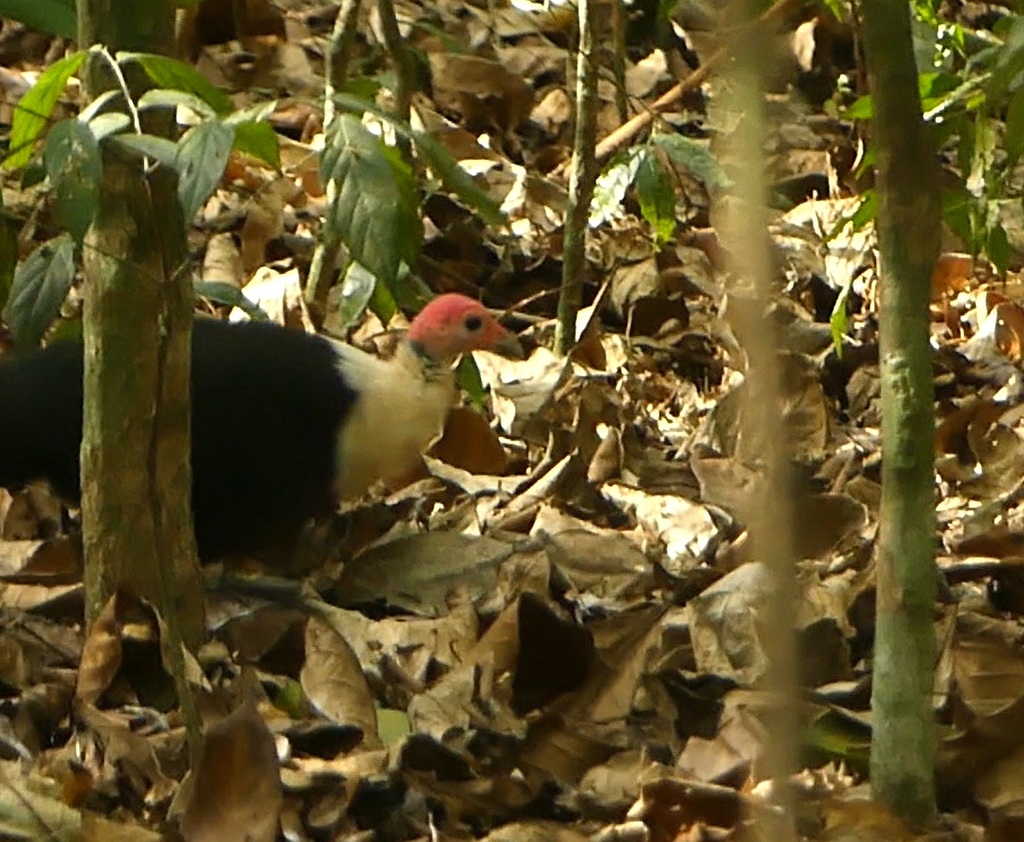 White-Breasted Guineafowl