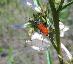 Anastrangalia laetifica