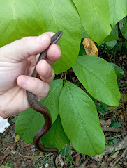 Photo of a San Andres Snake (Coniophanes andresensis)