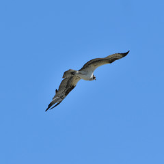 Pandion haliaetus