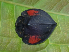 Cyrtonota deliciosa