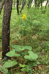 Ligularia sachalinensis