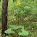 Ligularia sachalinensis - Photo (c) V.S. Volkotrub, μερικά δικαιώματα διατηρούνται (CC BY-NC), uploaded by V.S. Volkotrub
