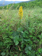 Ligularia sachalinensis